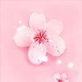 野花社区视频最新百度网盘