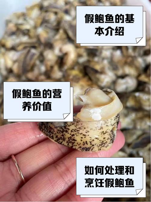 鲍鱼蜜芽高效养殖解决方案:如何实现产量与品质双提升? 鲍鱼蜜芽高效养殖解决方案:如何实现产量与品质双提升?