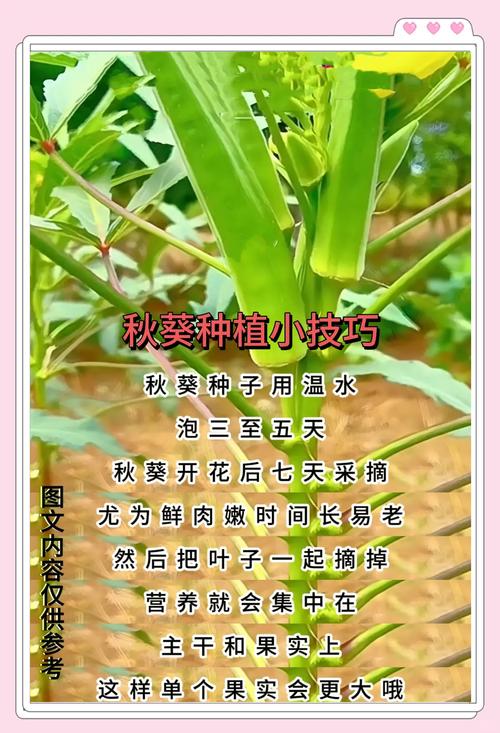 向日葵与草莓的阳台种植秘诀:秋葵黄瓜荔枝丝瓜的四季搭配指南 向日葵与草莓的阳台种植秘诀:秋葵黄瓜荔枝丝瓜的四季搭配指南