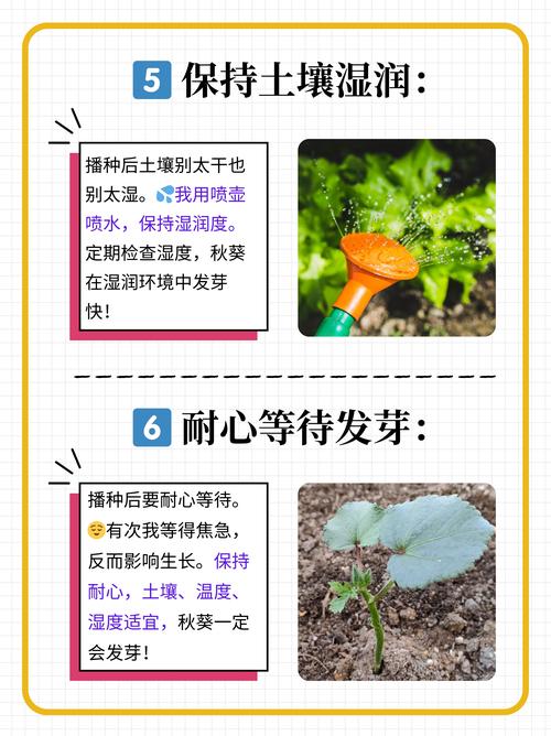 向日葵与草莓的阳台种植秘诀:秋葵黄瓜荔枝丝瓜的四季搭配指南 向日葵与草莓的阳台种植秘诀:秋葵黄瓜荔枝丝瓜的四季搭配指南