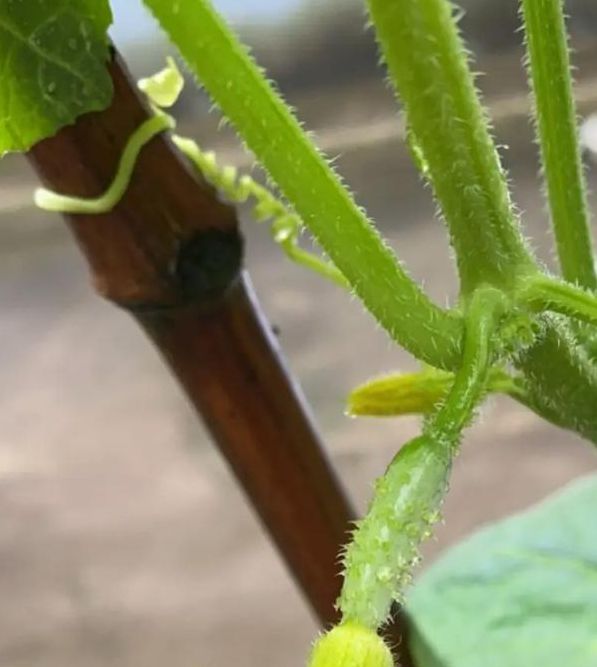 草莓丝瓜家庭种植全攻略:5大误区避坑+7个窍门提升产量与口感 草莓丝瓜家庭种植全攻略:5大误区避坑+7个窍门提升产量与口感