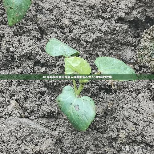 草莓樱桃丝瓜绿巨人秋葵榴莲种植技术解析:5大高价值作物增产秘诀 草莓樱桃丝瓜绿巨人秋葵榴莲种植技术解析:5大高价值作物增产秘诀
