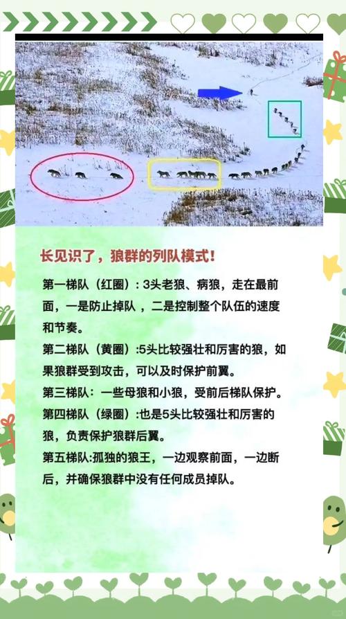 狼群资源在线观看完整版哪里找?揭秘5大正版渠道与高清资源获取技巧 狼群资源在线观看完整版哪里找?揭秘5大正版渠道与高清资源获取技巧
