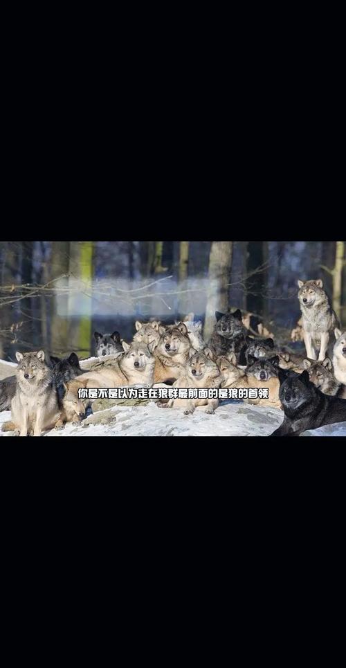 狼群资源在线观看完整版哪里找?揭秘5大正版渠道与高清资源获取技巧 狼群资源在线观看完整版哪里找?揭秘5大正版渠道与高清资源获取技巧