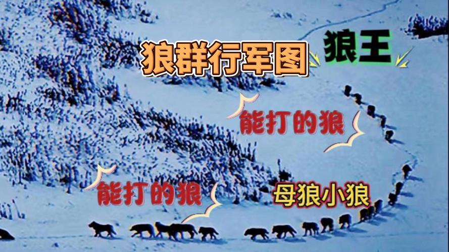 狼群资源在线观看完整版哪里找?揭秘5大正版渠道与高清资源获取技巧 狼群资源在线观看完整版哪里找?揭秘5大正版渠道与高清资源获取技巧