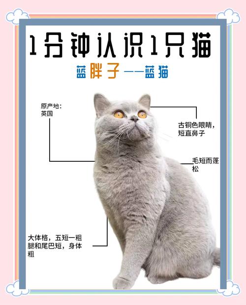 蓝猫视频创作全攻略:新手必学的拍摄技巧与流量变现秘籍 蓝猫视频创作全攻略:新手必学的拍摄技巧与流量变现秘籍