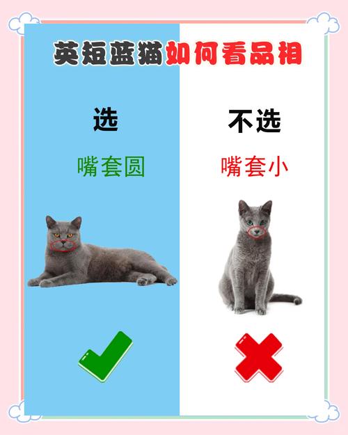 蓝猫视频创作全攻略:新手必学的拍摄技巧与流量变现秘籍 蓝猫视频创作全攻略:新手必学的拍摄技巧与流量变现秘籍