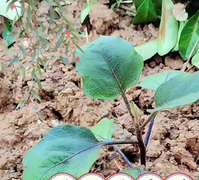 茄子精品2025永久入口种植秘籍:3个隐藏技巧让产量翻倍,老农为何不愿公开? 茄子精品2025永久入口种植秘籍:3个隐藏技巧让产量翻倍,老农为何不愿公开?