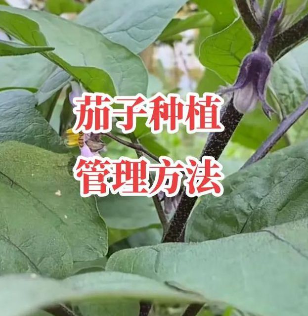 茄子精品2025永久入口种植秘籍:3个隐藏技巧让产量翻倍,老农为何不愿公开? 茄子精品2025永久入口种植秘籍:3个隐藏技巧让产量翻倍,老农为何不愿公开?