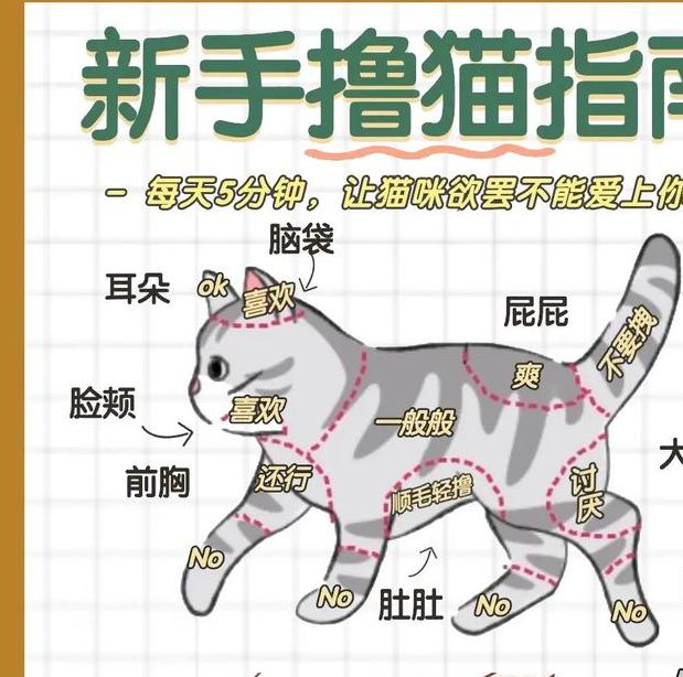 猫咪社区www在线资源推荐:10大实用功能助你科学养猫,新手必看攻略 猫咪社区www在线资源推荐:10大实用功能助你科学养猫,新手必看攻略