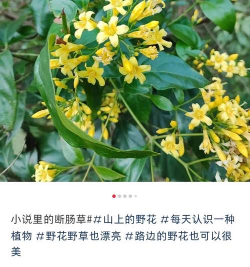 野花高清中文免费观看视频:免费资源 vs 正版平台,哪种更值得选择?在线观看技巧与画质对比 野花高清中文免费观看视频:免费资源 vs 正版平台,哪种更值得选择?在线观看技巧与画质对比