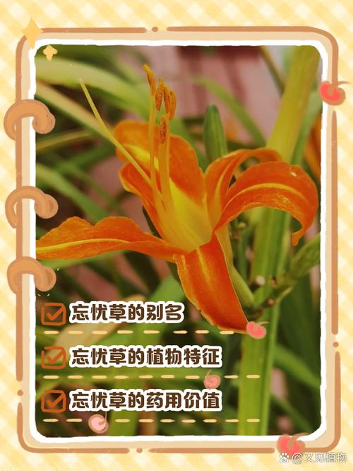 一区忘忧草播放为何引发养生热潮?揭秘三大核心功效与科学依据 一区忘忧草播放为何引发养生热潮?揭秘三大核心功效与科学依据