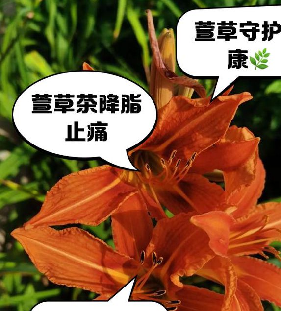 一区忘忧草播放为何引发养生热潮?揭秘三大核心功效与科学依据 一区忘忧草播放为何引发养生热潮?揭秘三大核心功效与科学依据