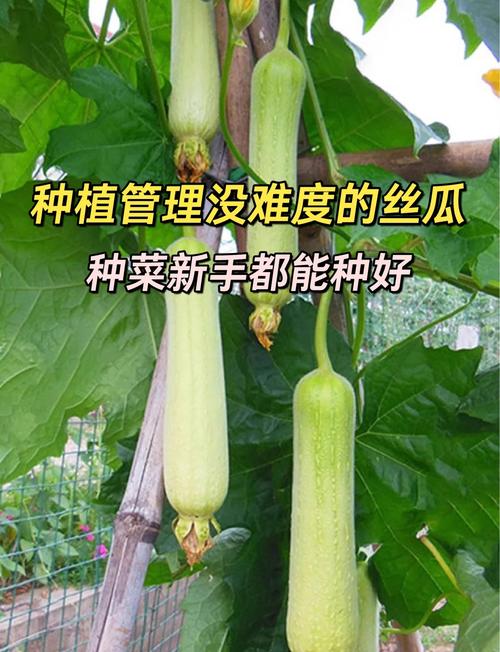 秋葵香草丝瓜榴莲家庭种植技巧:提升产量与风味的幸福宝最新攻略 秋葵香草丝瓜榴莲家庭种植技巧:提升产量与风味的幸福宝最新攻略
