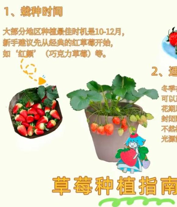 如何免费获取香草草莓榴莲丝瓜种植技巧?10年经验专家分享5大实用方法 如何免费获取香草草莓榴莲丝瓜种植技巧?10年经验专家分享5大实用方法