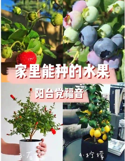 5大热门蔬果种植技巧:琵琶/秋葵/草莓/茄子/榴莲高产秘籍全解析 5大热门蔬果种植技巧:琵琶/秋葵/草莓/茄子/榴莲高产秘籍全解析