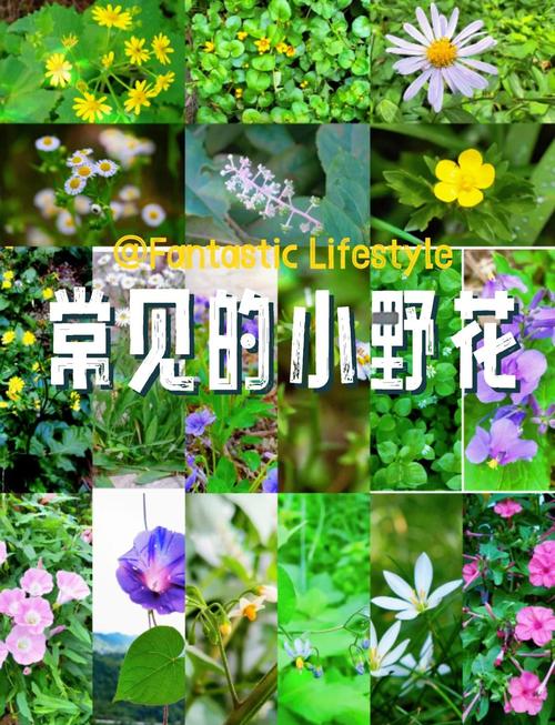 5部高清自然风光纪录片推荐:野花主题免费中文资源全解析 5部高清自然风光纪录片推荐:野花主题免费中文资源全解析