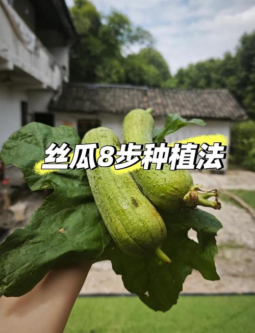 麻豆绿巨人丝瓜草莓视频背后的神秘种植技巧,为何让农户收入翻倍? 麻豆绿巨人丝瓜草莓视频背后的神秘种植技巧,为何让农户收入翻倍?