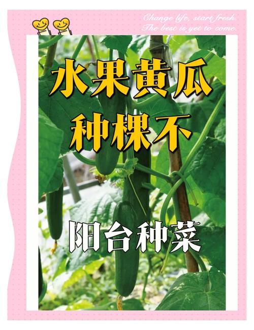 樱桃番茄 vs 绿巨人黄瓜:阳台种植哪家强?附丝瓜茄子全年养护技巧 樱桃番茄 vs 绿巨人黄瓜:阳台种植哪家强?附丝瓜茄子全年养护技巧