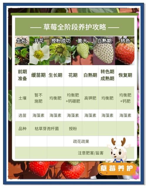 18岁必学的5种水果种植技巧:草莓榴莲向日葵丝瓜新手入门指南 18岁必学的5种水果种植技巧:草莓榴莲向日葵丝瓜新手入门指南