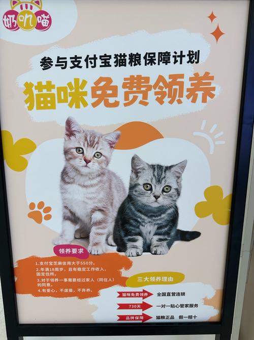 免费高清猫咪社区视频完整版:揭秘养宠达人都在看的互动资源库 免费高清猫咪社区视频完整版:揭秘养宠达人都在看的互动资源库