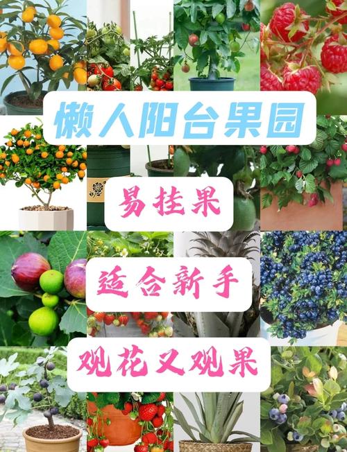 5种榴莲向日葵草莓黄瓜香蕉免费种植技巧,附家庭阳台高产秘诀 5种榴莲向日葵草莓黄瓜香蕉免费种植技巧,附家庭阳台高产秘诀