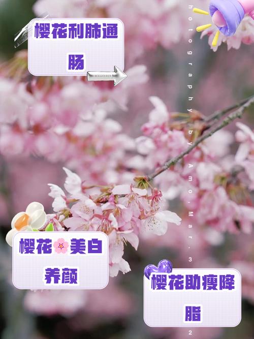 这才是樱花社区真正的优势:你只看到樱花?3个细节颠覆认知! 这才是樱花社区真正的优势:你只看到樱花?3个细节颠覆认知!