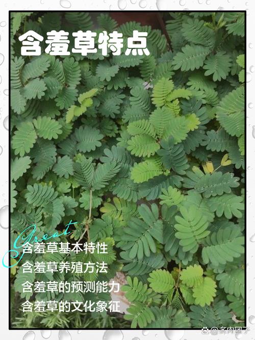含羞草国产亚洲精品的成功秘诀:为何高效解决方案引领行业趋势? 含羞草国产亚洲精品的成功秘诀:为何高效解决方案引领行业趋势?