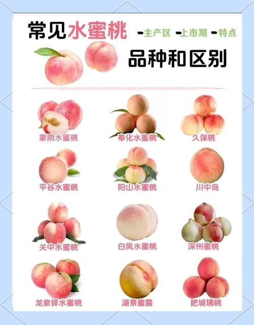 水蜜桃实验研究所中心:揭秘3大核心成果与5个品种选育关键技术 水蜜桃实验研究所中心:揭秘3大核心成果与5个品种选育关键技术