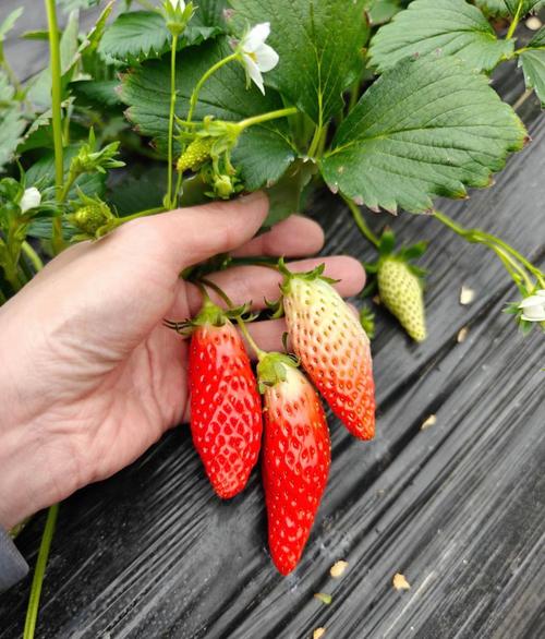 绿巨人种植App真的能提升香蕉草莓产量吗?iOS用户实测分享 绿巨人种植App真的能提升香蕉草莓产量吗?iOS用户实测分享