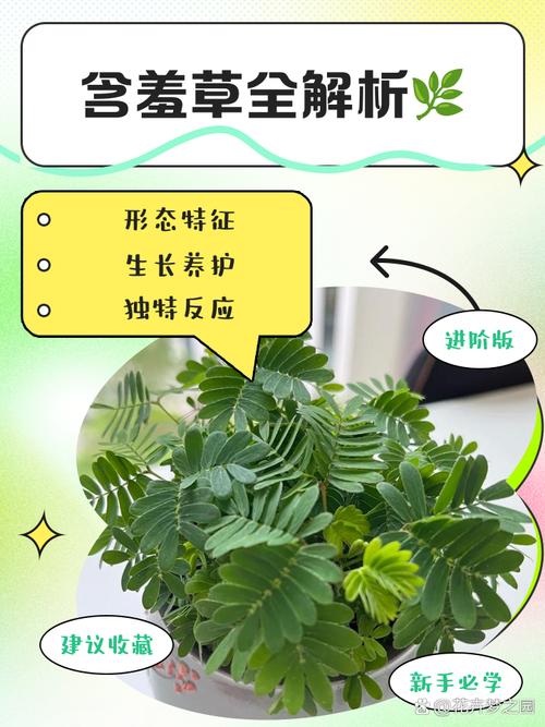 如何通过害羞草实验研所入口直接进入提升观察力?揭秘植物研究新方法 如何通过害羞草实验研所入口直接进入提升观察力?揭秘植物研究新方法