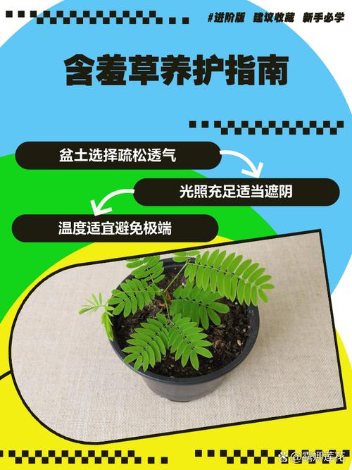 如何通过害羞草实验研所入口直接进入提升观察力?揭秘植物研究新方法 如何通过害羞草实验研所入口直接进入提升观察力?揭秘植物研究新方法