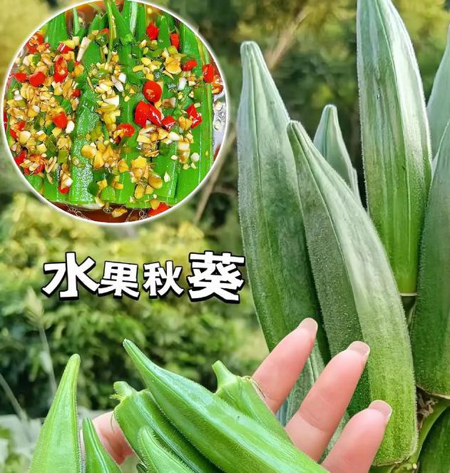 蕾丝草莓榴莲向日葵秋葵大全