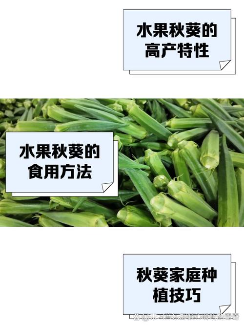 蕾丝草莓榴莲向日葵秋葵大全