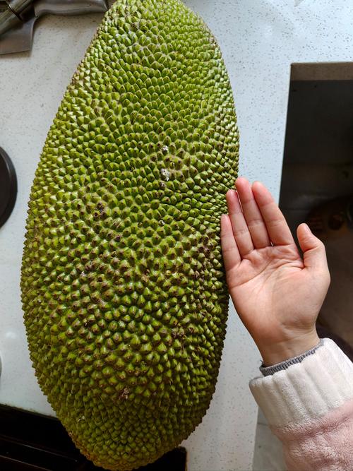 菠萝蜜视频人
