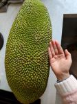 菠萝蜜视频人