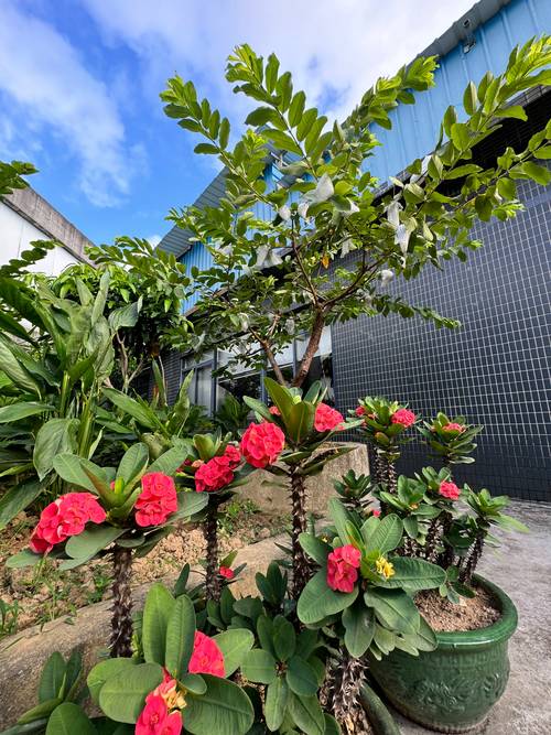 草莓丝瓜榴莲秋葵污污免费