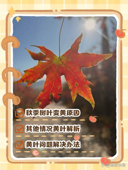 户外叶子为什么停播了