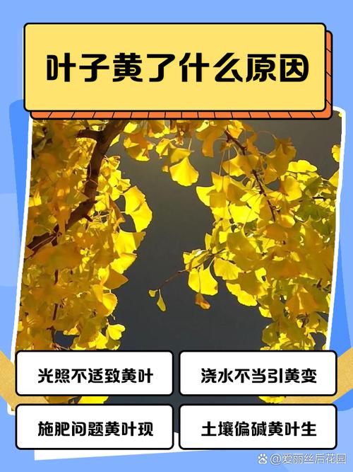 户外叶子为什么停播了