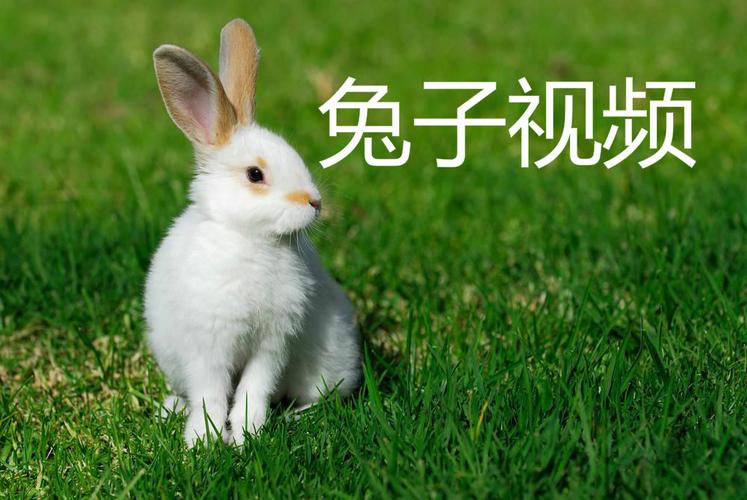 葵花宝典兔子视频ioskuihuax